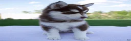 Pomsky dogs for sale: Sage - Ad 6