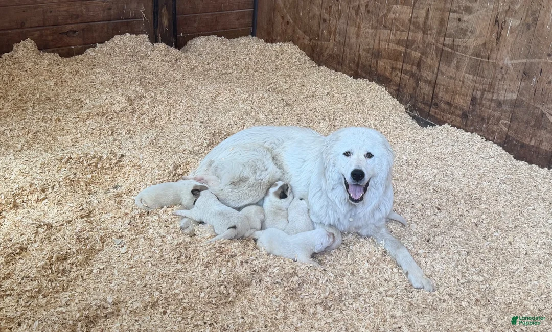 Great Pyrenees dogs for sale: Pink - Ad 2