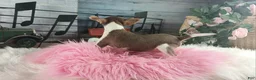 Chihuahua dogs for sale: Teacup chocolate female Chihuahua. Hand delivery  - Ad 7