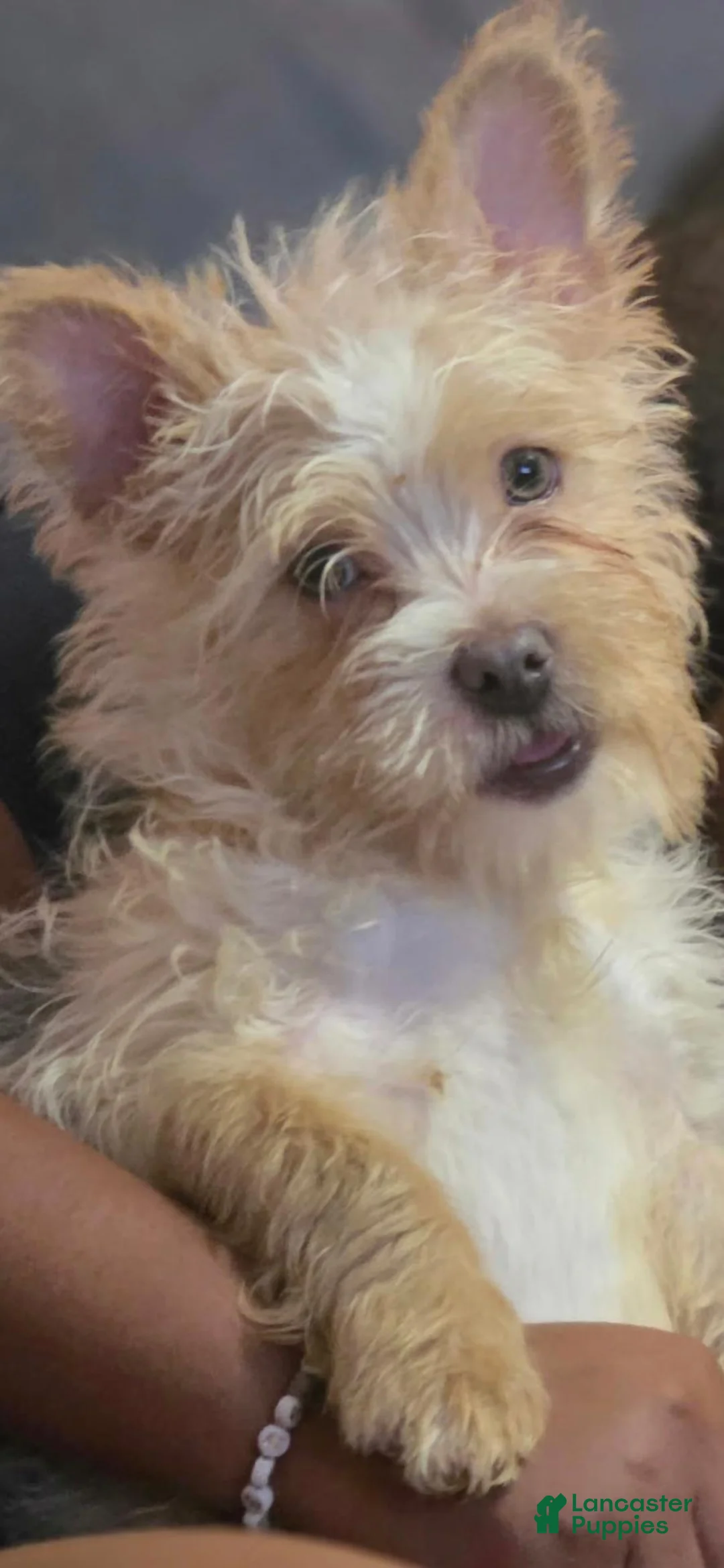 Mixed Breed dogs for sale: Mixed Breed 3 - Ad 4