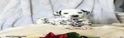 Dalmatian dogs for sale: Moose - Ad 4