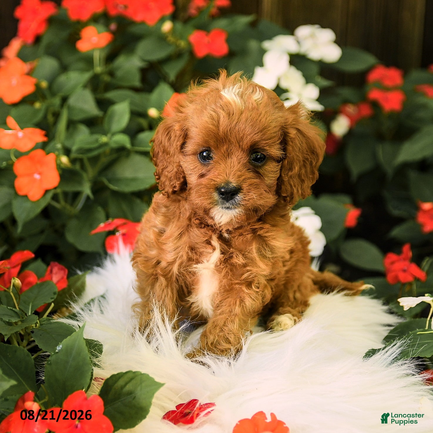 Cavapoo dogs Bingo - Ad 2