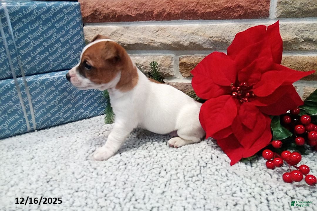 Jack Russell Terrier dogs for sale: Holly - Ad 3