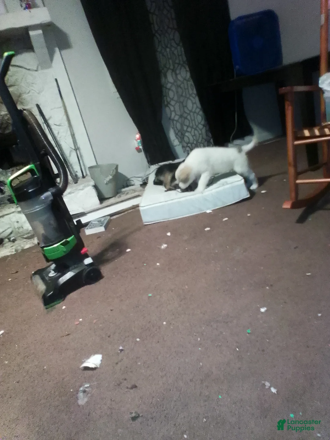 Mixed Breed dogs for sale: Mixed Breed Puppy 1 - Ad 24