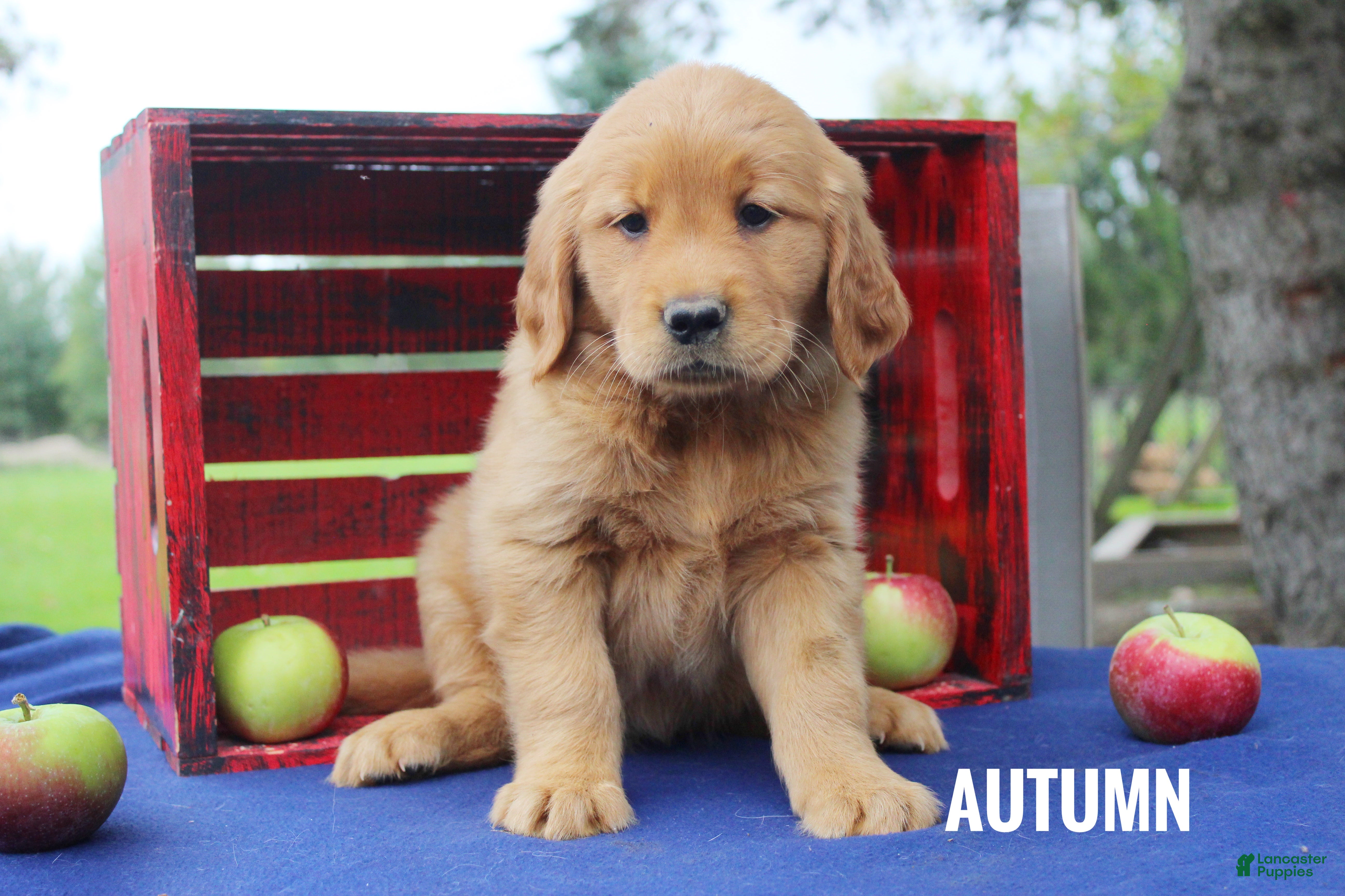Golden Retriever dogs for sale: Autumn - Ad 1