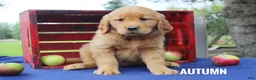 Golden Retriever dogs for sale: Autumn - Ad 1
