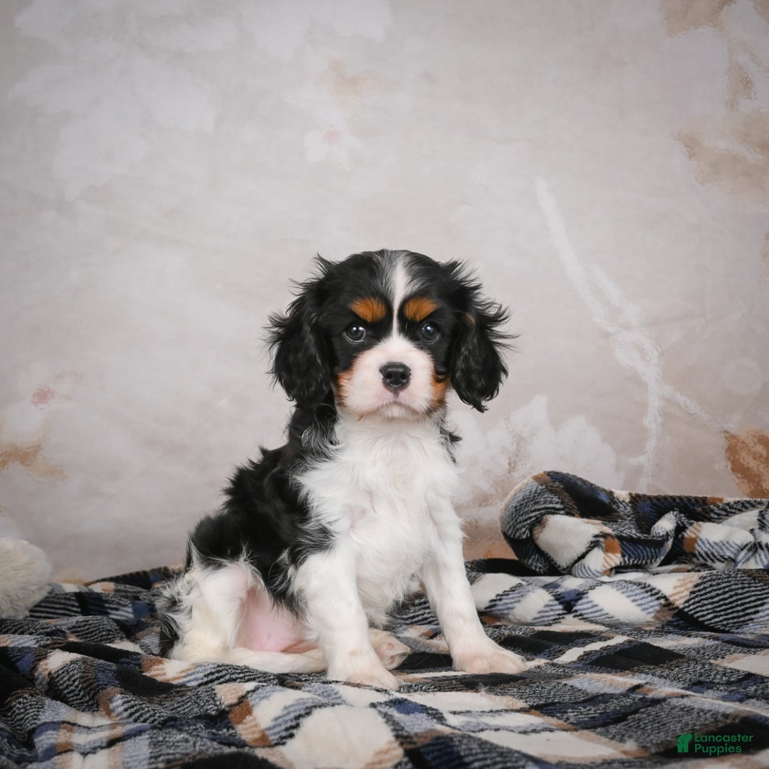 Cavalier King Charles Spaniel dogs for sale: Mia - Ad 11