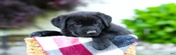 Sheprador dogs for sale: Bear - Ad 11
