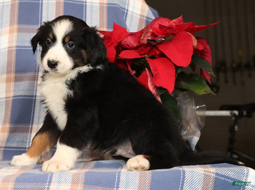 Australian Shepherd dogs for sale: Smokey - Ad 2