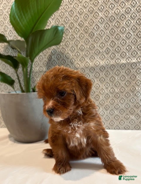 Irish Doodle dogs Paris - Ad 2