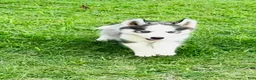 Siberian Husky dogs for sale: Sophie - Ad 13