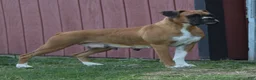 Boxer dogs for sale: Skye - Ad 10