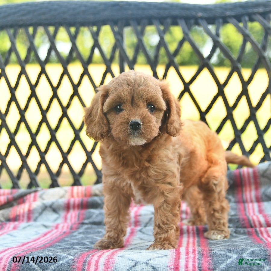 Cavapoo dogs Whimsy  - Ad 2