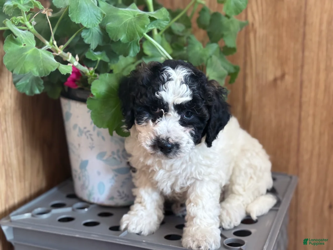 Bichpoo dogs for sale: Rascal  - Ad 3