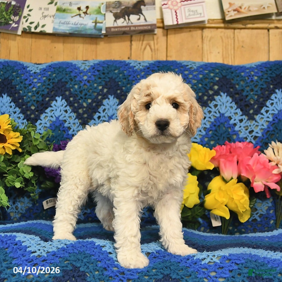 Mini Goldendoodle dogs Spot  - Ad 1