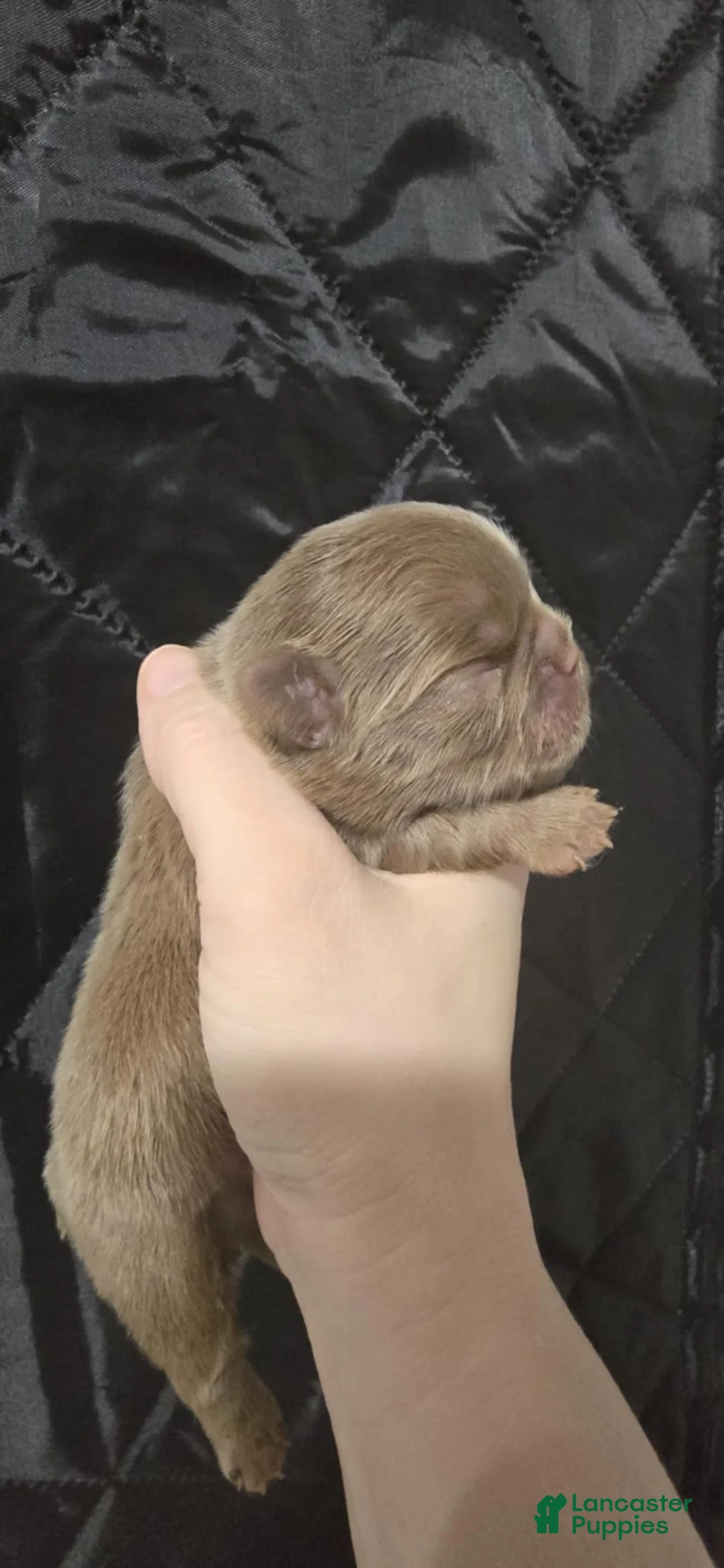 French Bulldog dogs for stud: Bogarde - Ad 11