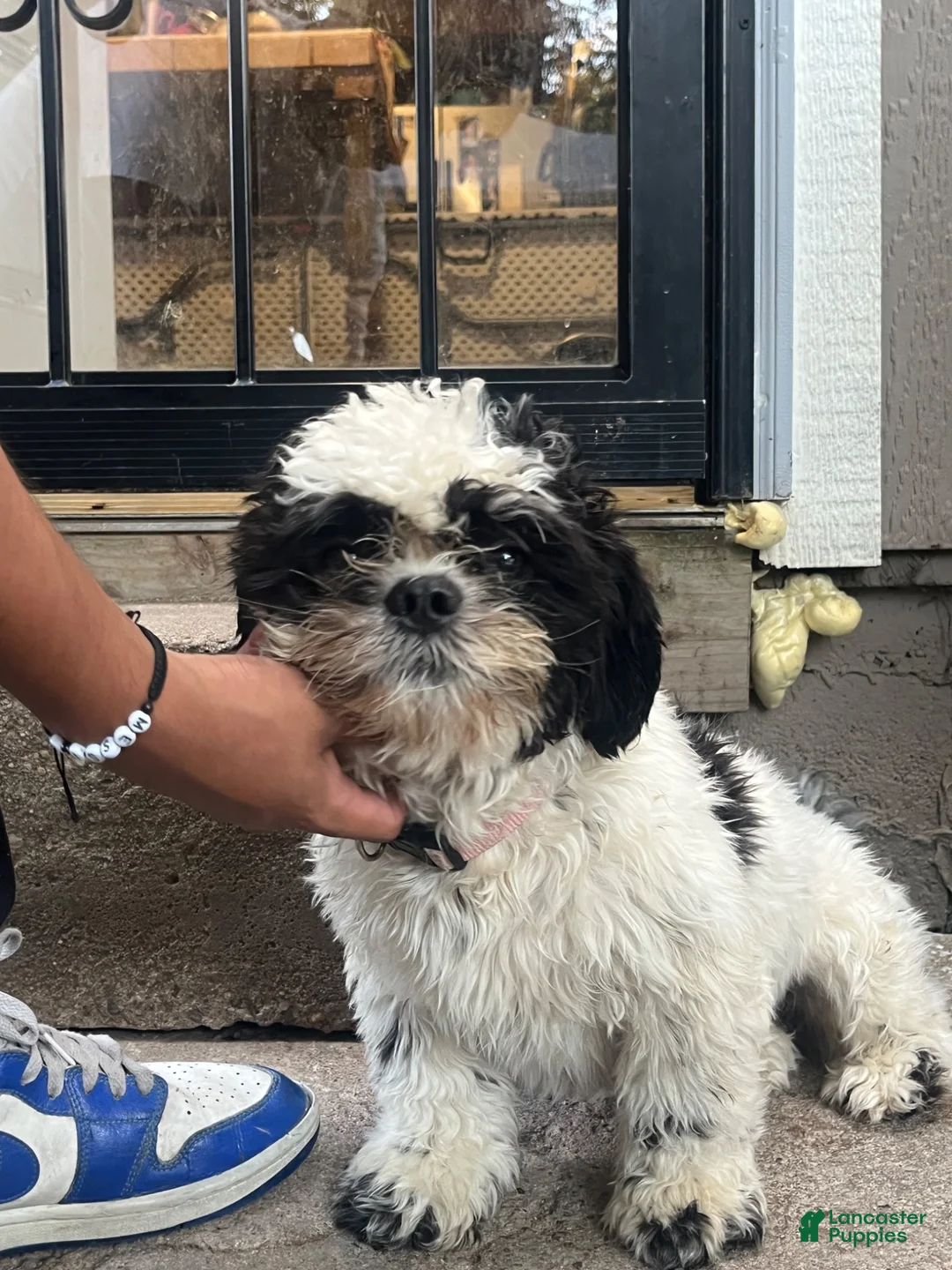 Mixed Breed dogs for sale: Chloe - Ad 5