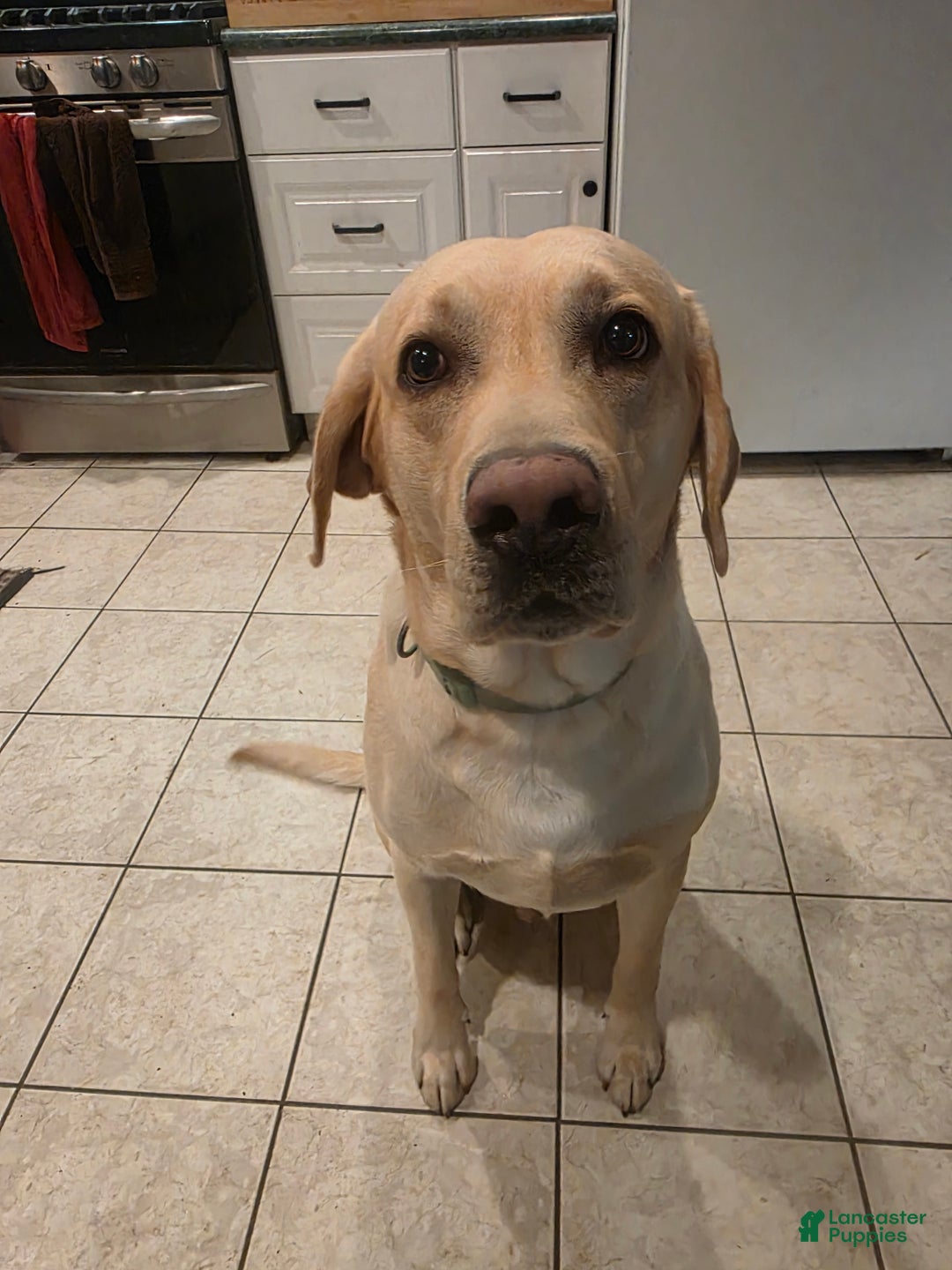 Labrador Retriever dogs for sale: Tillie - Ad 4