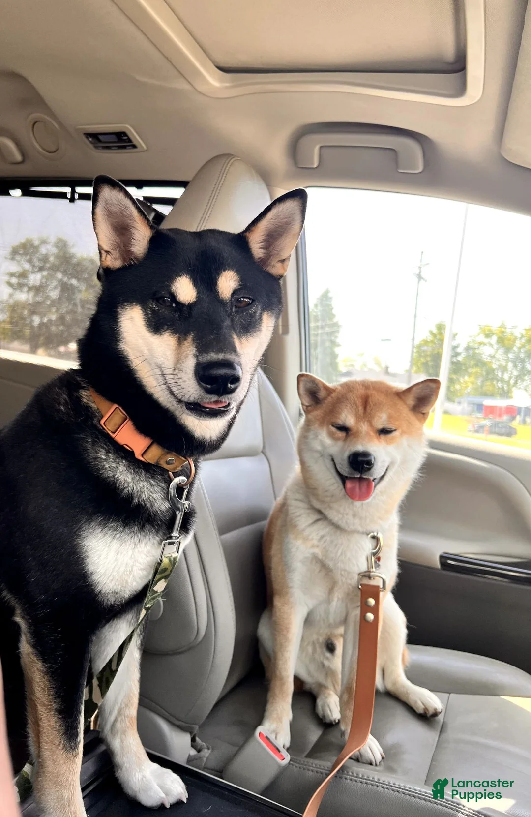 Shiba Inu dogs for sale: Nugget - Ad 6
