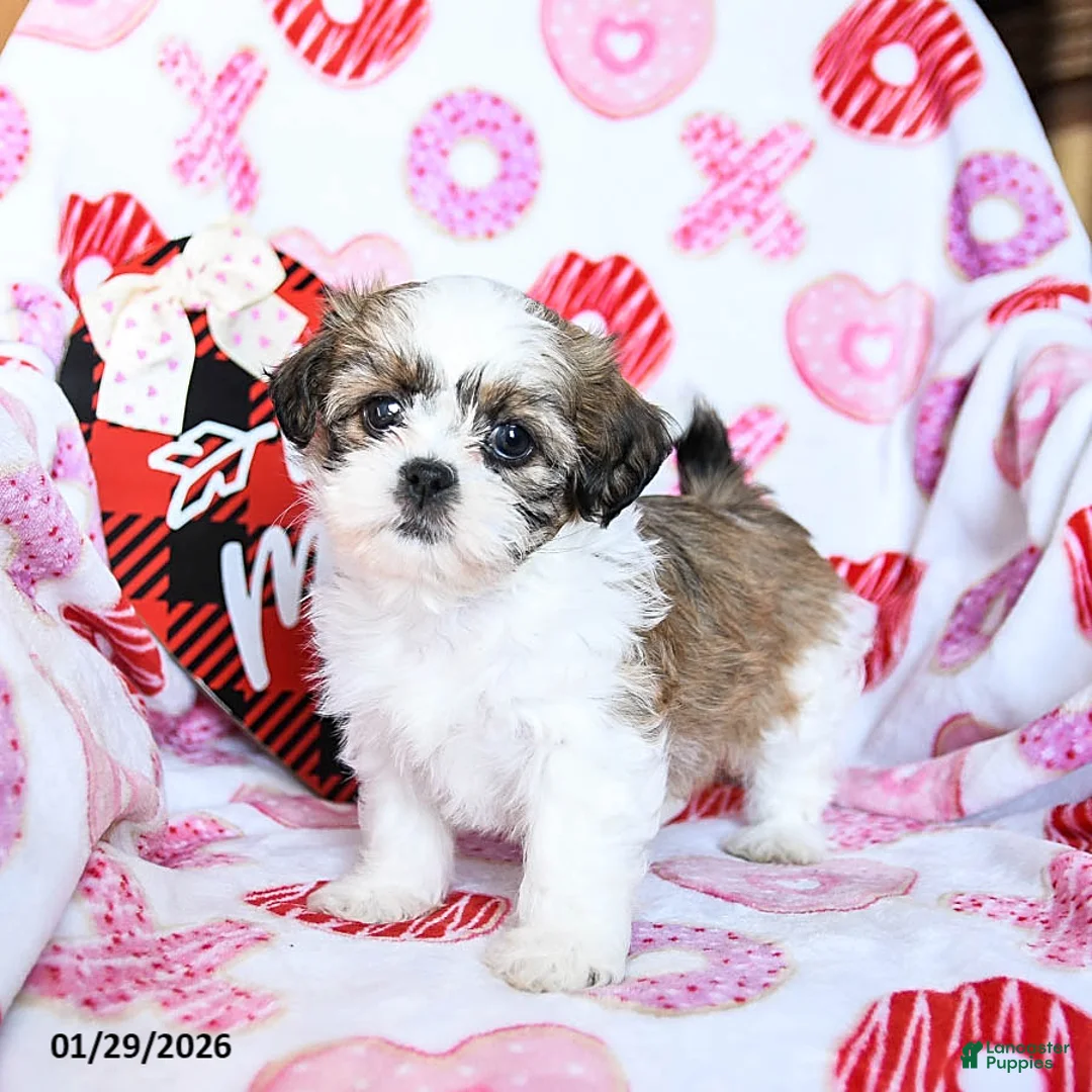 Shih Tzu dogs for sale: Ginger - Ad 1