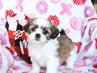 Shih Tzu dogs Ginger - Ad 38