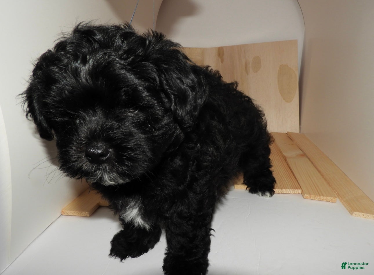 Mixed Breed dogs Duchess  - Ad 20