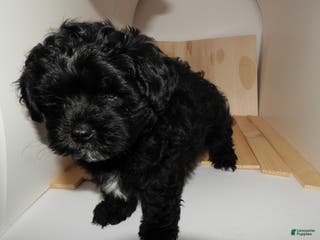 Mixed Breed dogs Duchess - Ad 20