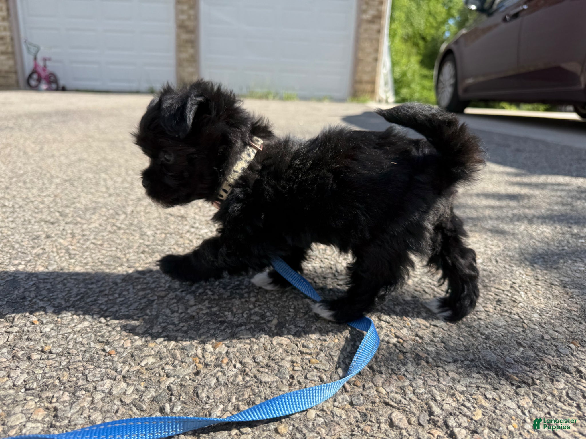 Yorkshire Terrier dogs for sale: Yorkshire Terrier Puppy 1 - Ad 2