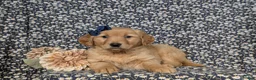 Golden Retriever dogs for sale: Jackie - Ad 6