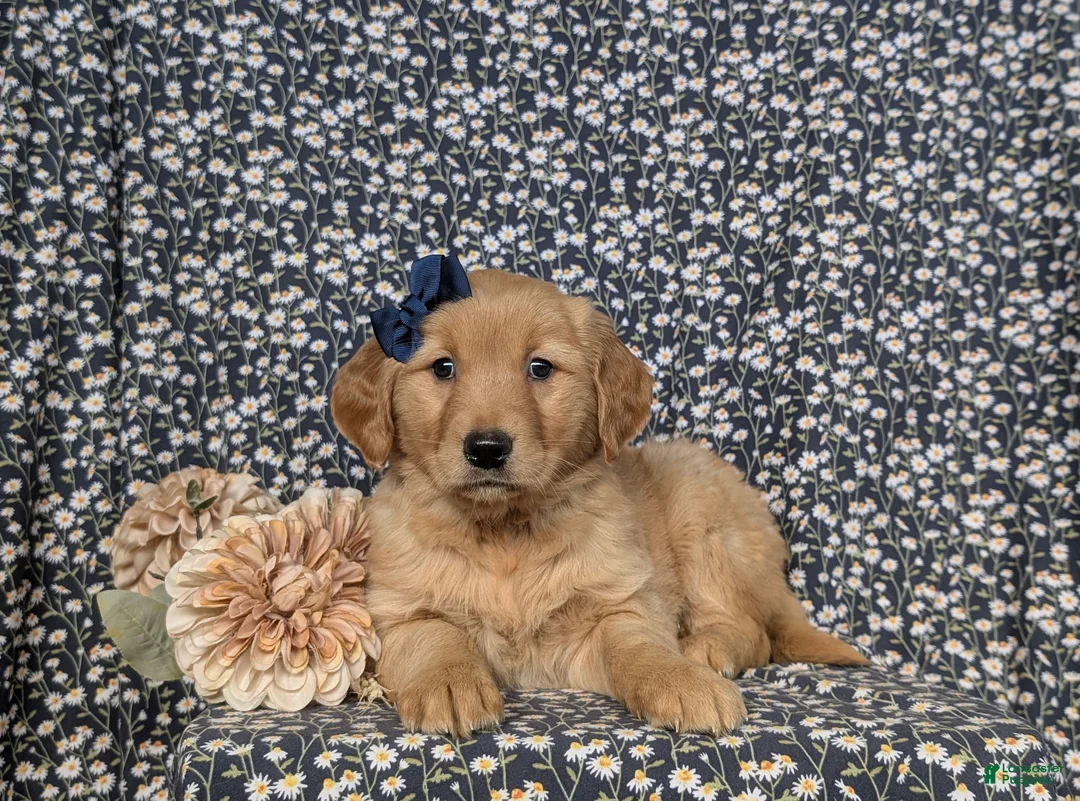Golden Retriever dogs for sale: Jackie - Ad 6