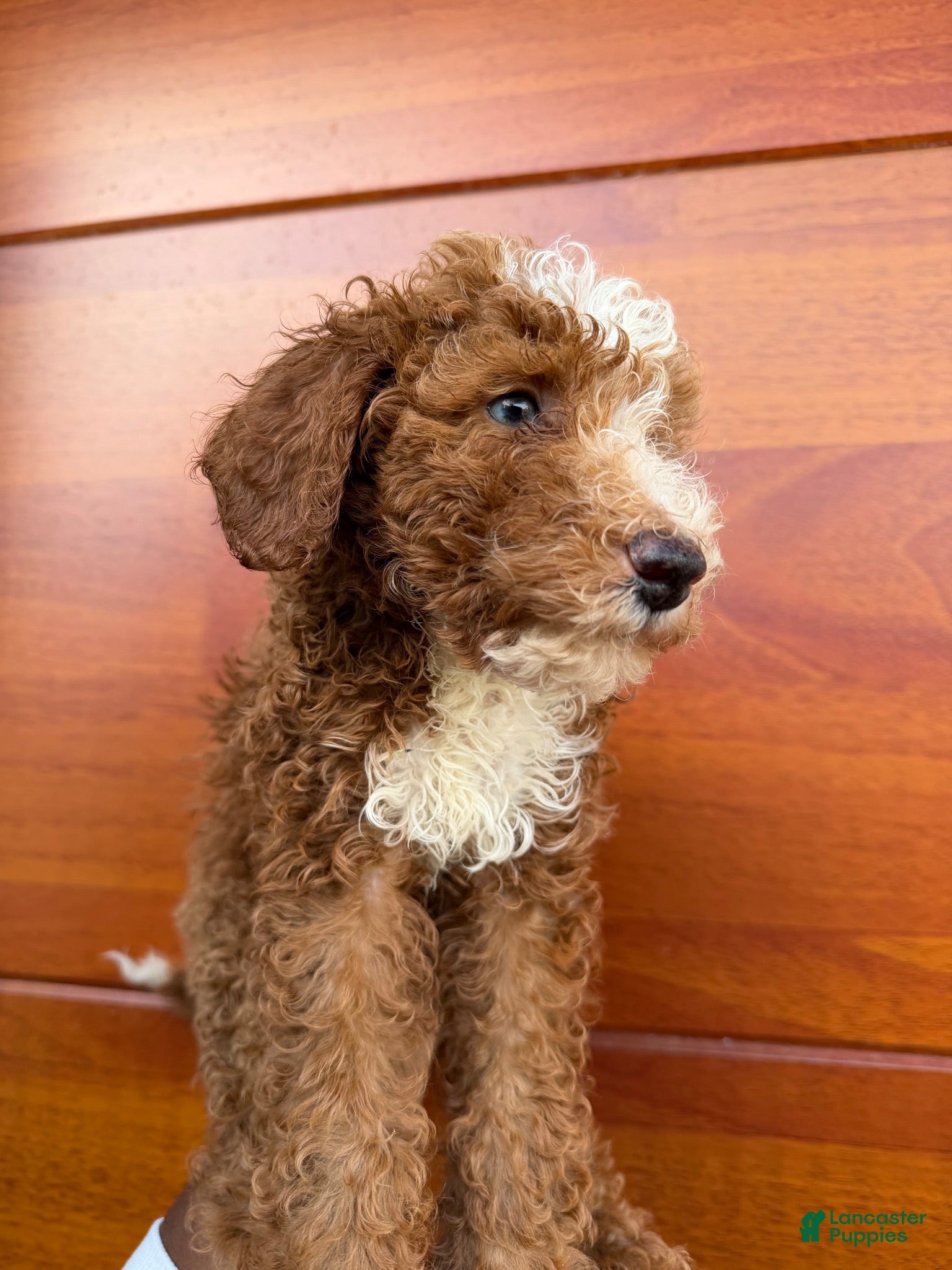 Miniature Poodle dogs Berry - Ad 1