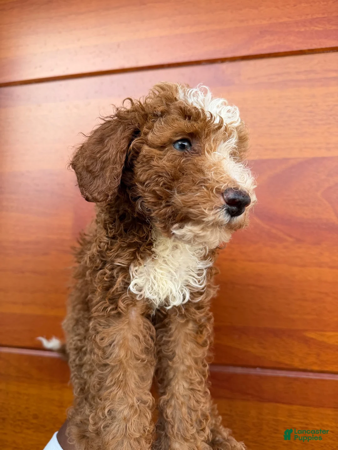 Miniature Poodle dogs for sale: Berry - Ad 1