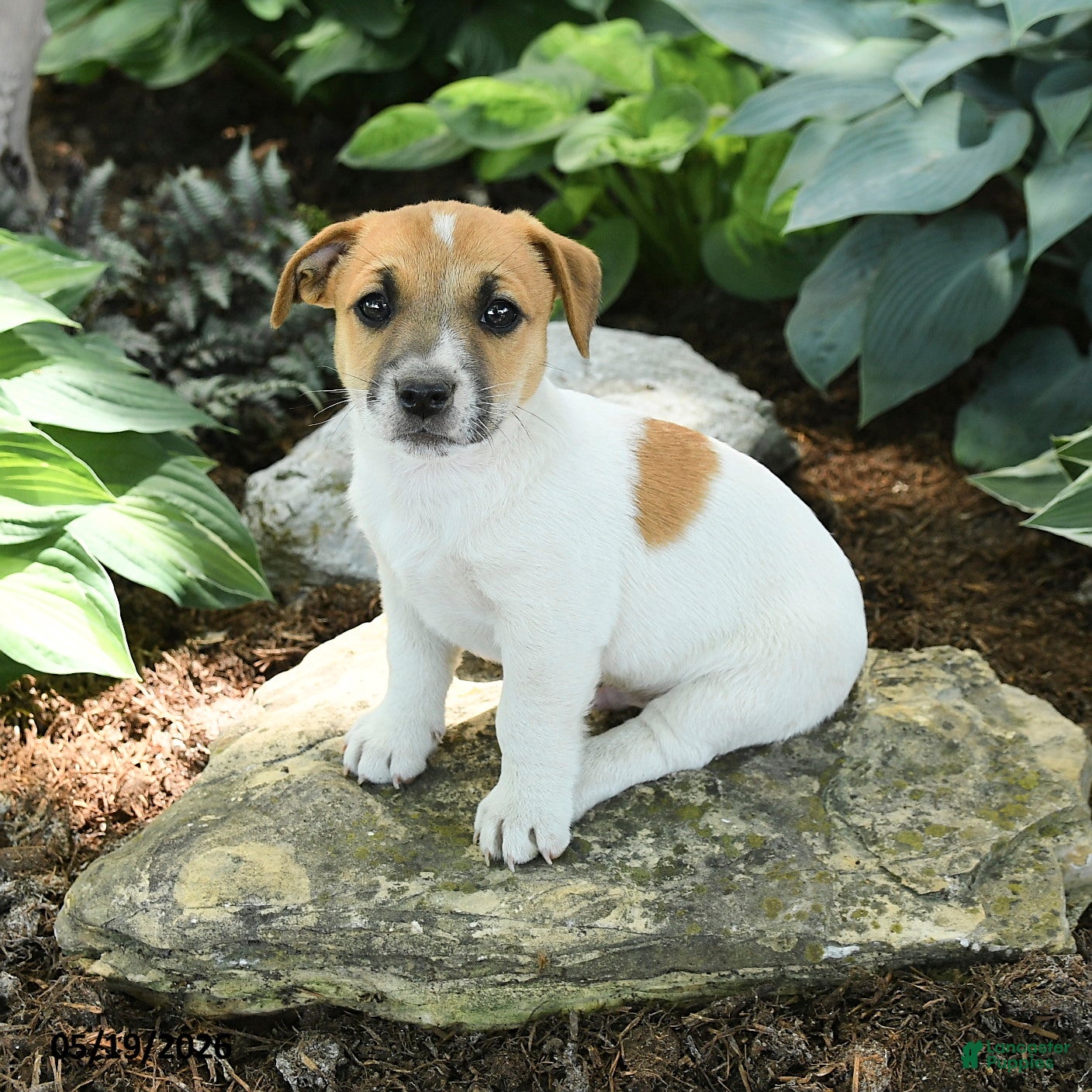 Jack Russell Terrier dogs Rusty - Ad 1