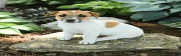 Jack Russell Terrier dogs for sale: Rusty - Ad 1
