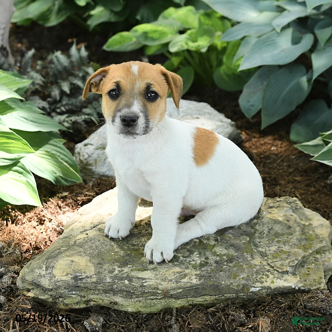 Jack Russell Terrier dogs for sale: Rusty - Ad 1