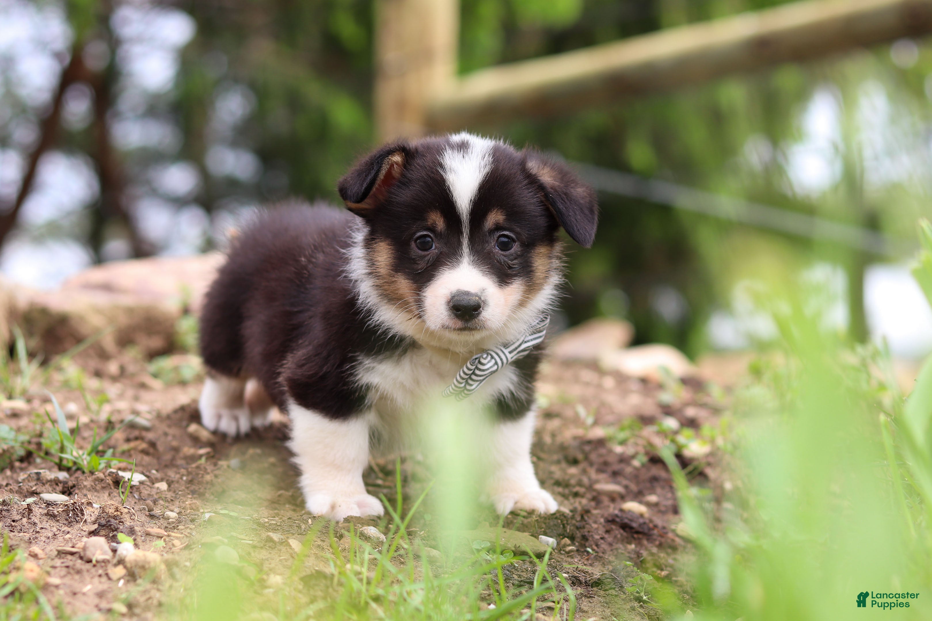 Welsh Corgi Pembroke dogs Ace - Ad 2