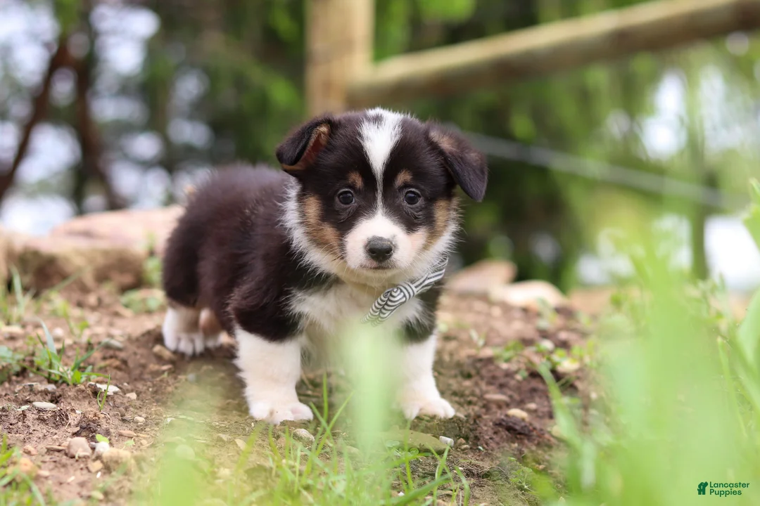 Welsh Corgi Pembroke dogs for sale: Ace - Ad 2