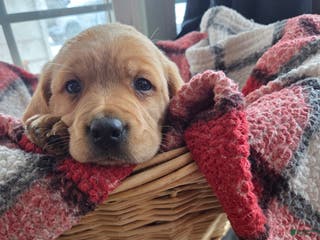 Mixed Breed dogs Labrador/Cocker Spaniel - Ad 38