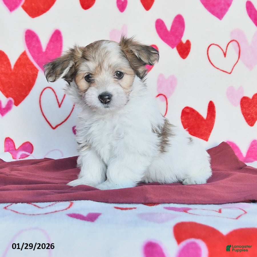 Havanese dogs Starburst - Ad 10