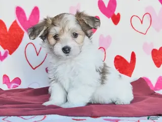 Havanese dogs Starburst - Ad 10