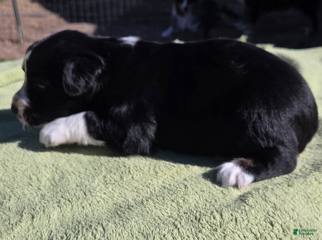 Australian Shepherd dogs for sale: Nina - Ad 3