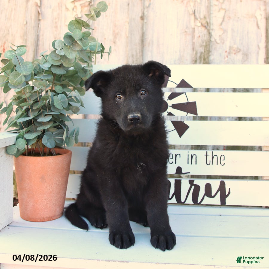 German Shepherd dogs Callie - Ad 1