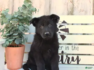 German Shepherd dogs for sale: Callie - Ad 2