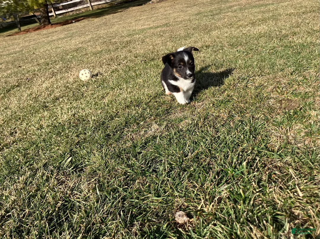 Mixed Breed dogs for sale: Rocky - Ad 2