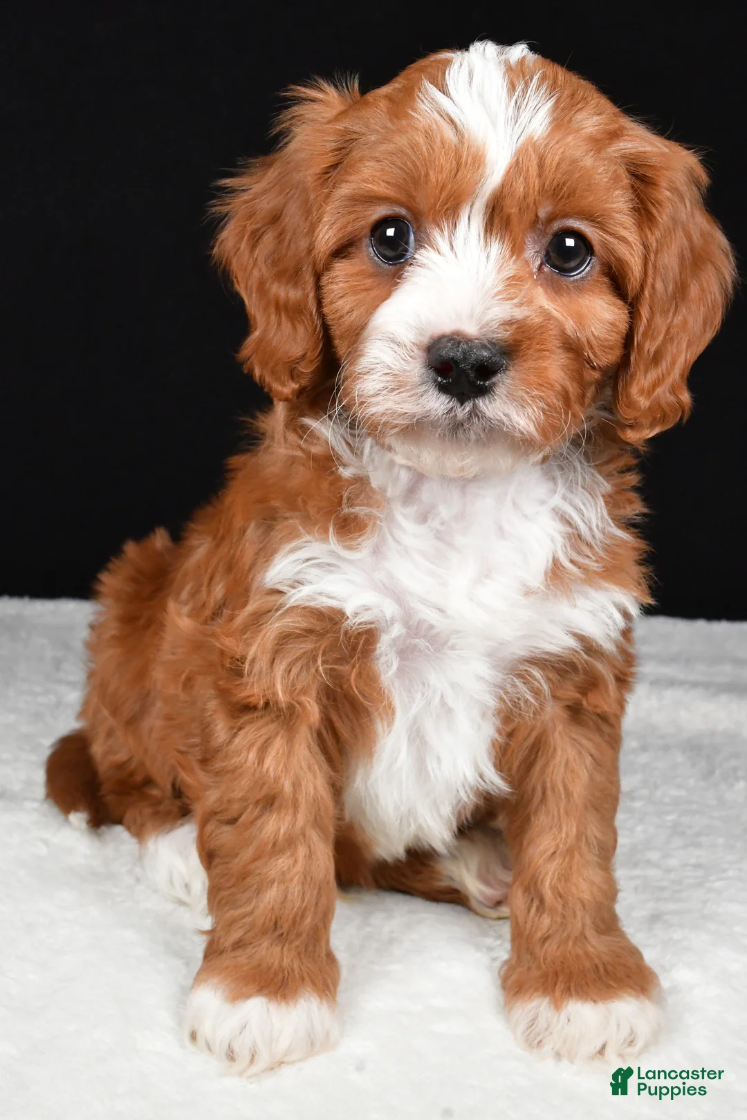 Cavapoo dogs for sale: Kevin - Ad 7