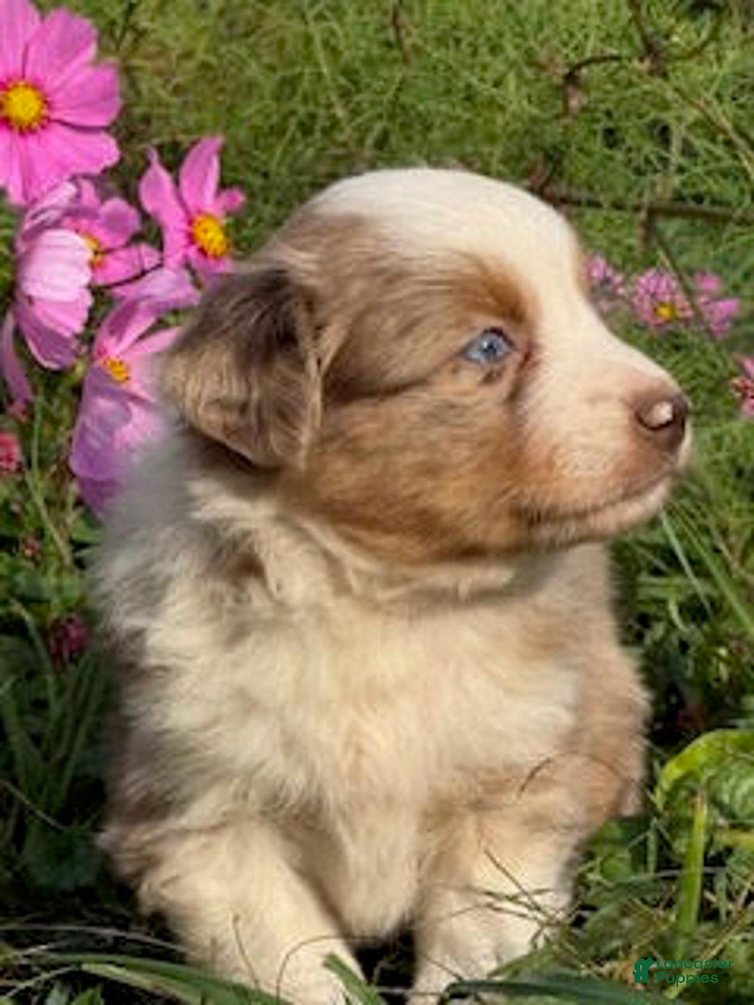 Miniature Australian Shepherd dogs for sale: Manson - Ad 1