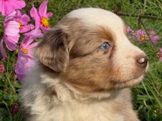 Miniature Australian Shepherd dogs Manson - Ad 19