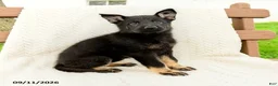 German Shepherd dogs for sale: Bridgette - Ad 5