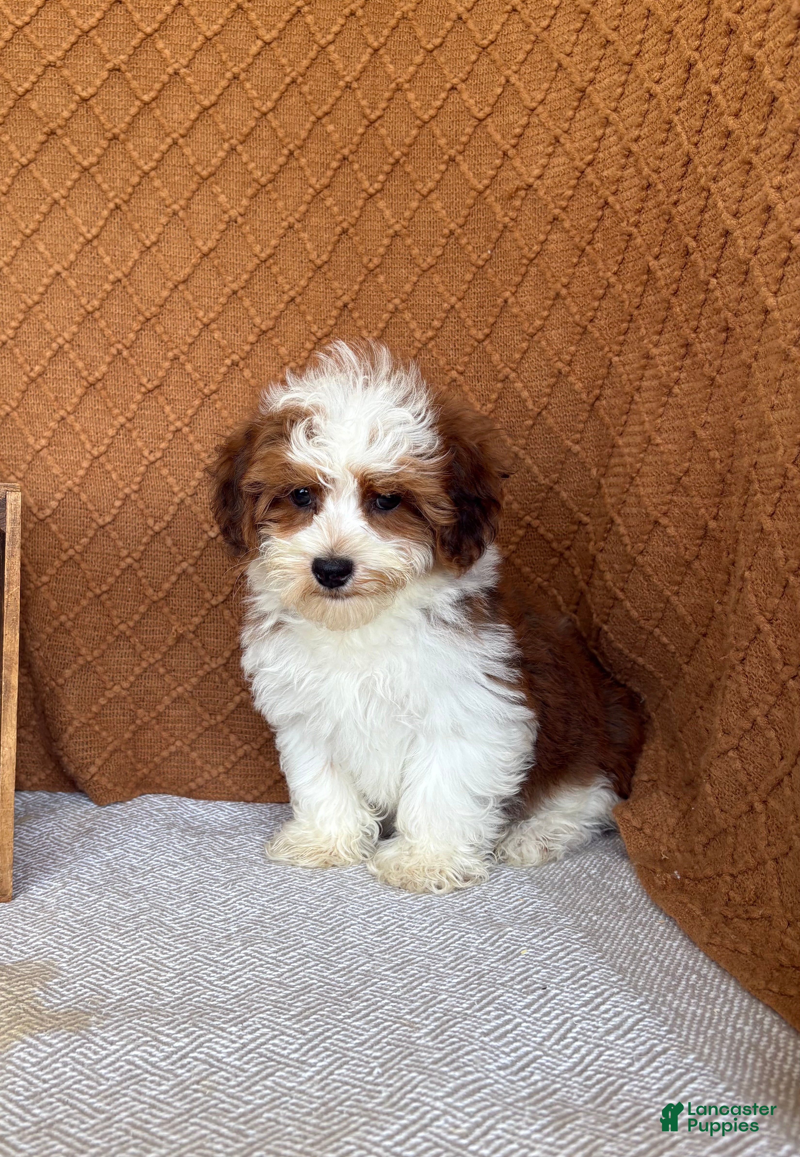 Havanese dogs Theo  - Ad 2