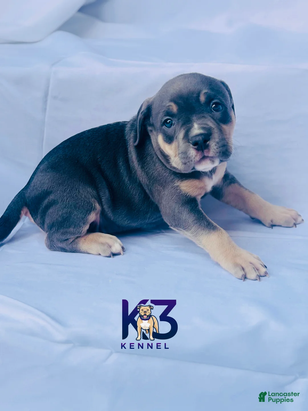 American Bully dogs for sale: American Bully Puppy 10 - Ad 1